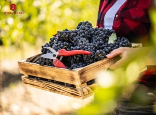 Những giống nho phổ biến nhất để sản xuất rượu vang đỏ
